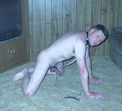 dog on leash