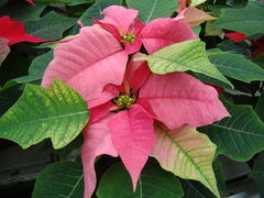 DSC01524.JPG