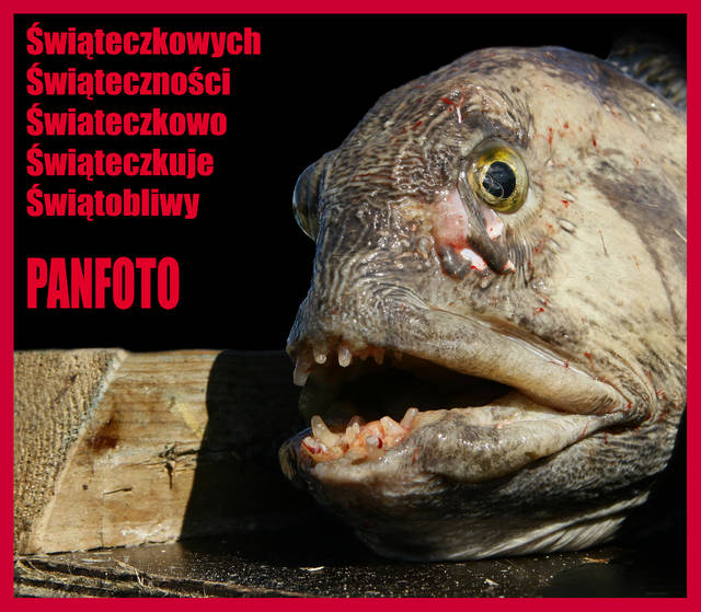 IDĄ ŚWIĘTA - panfoto