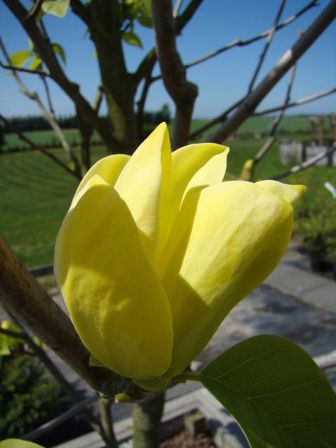 DSC00958.JPG - tortop