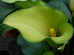 DSC09992.JPG