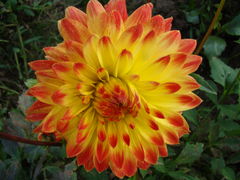 DSC05185.JPG