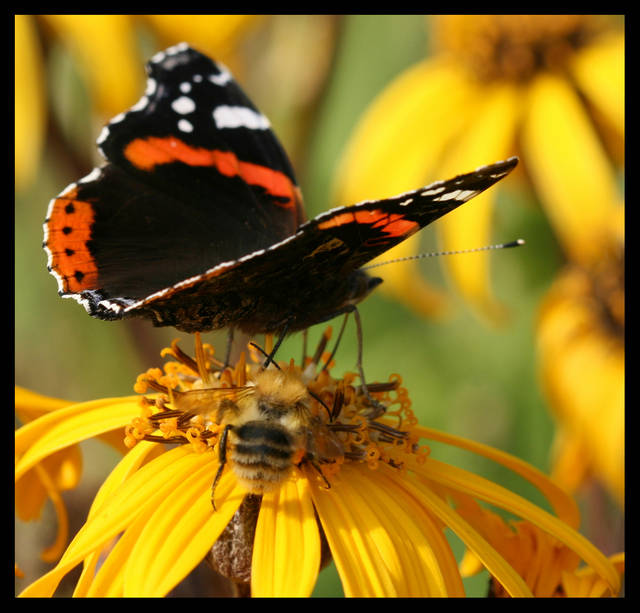 OBIECANKA 1 - panfoto