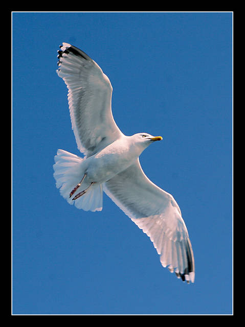 NIEZWYKŁA LEKKOŚĆ LOTU - panfoto
