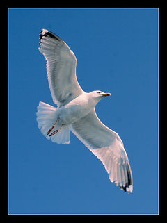 NIEZWYKŁA LEKKOŚĆ LOTU