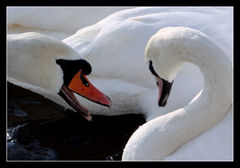 CZEGO SIĘ BOISZ GŁUPIA...