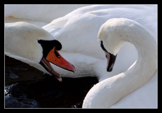 CZEGO SIĘ BOISZ GŁUPIA... - panfoto