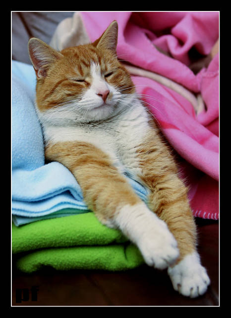 SYTUACJA KONTROLOWANA - panfoto