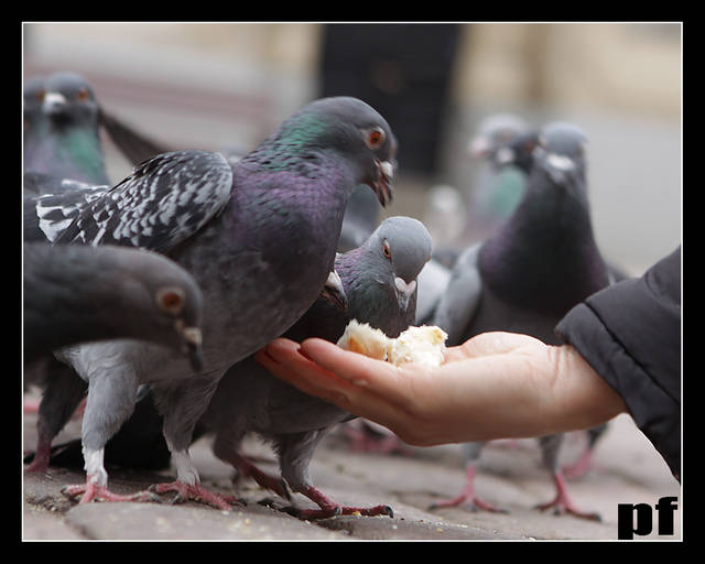 Z RĘKI... - panfoto