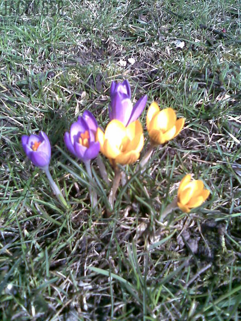 Idzie wiosna!!! - jaceks58