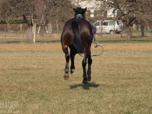 no to spadam - haubi