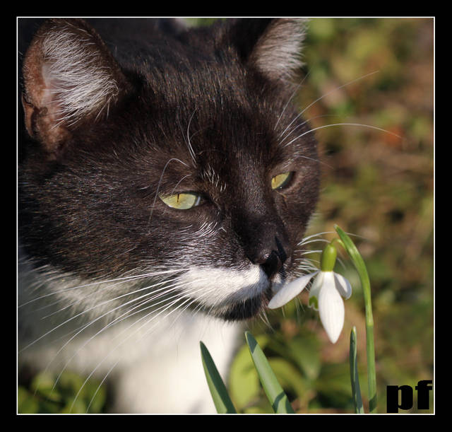 WIOSNA PRZYSZŁA - panfoto