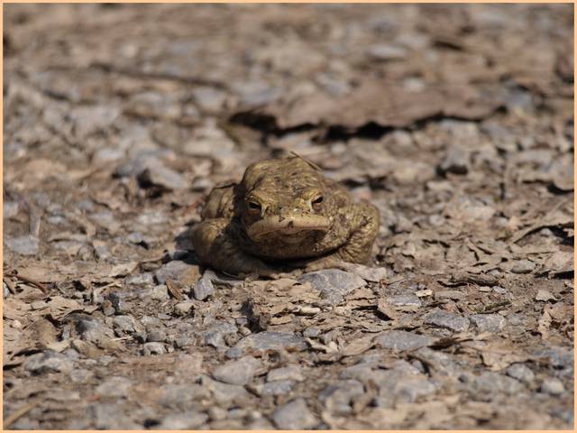 cos bym dzisiaj wyhaczyl - haubi