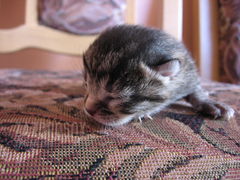 niewiele widzi a już cieszy