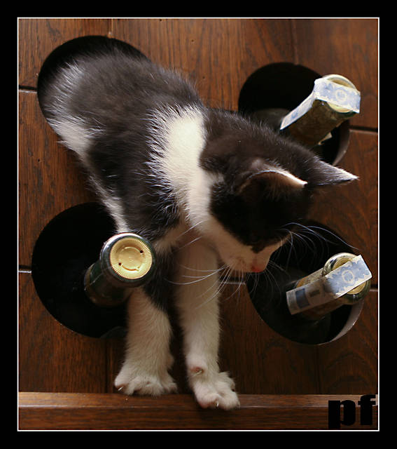 KOTEK LEKKO NAWALONY - panfoto