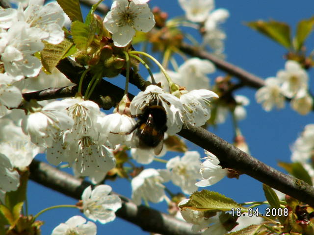 bzzzzzzzz - Oskar43