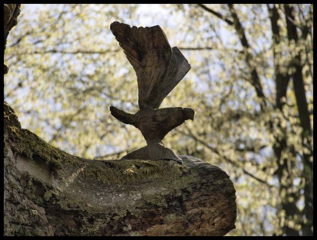 Zaklete ptaki - haubi