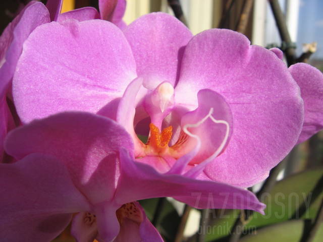 jest w nich coś erotycznego ... - zazdrosny