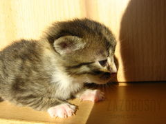 ciekawośc maleństwa