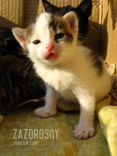 .. a tak w ogóle to o co chodzi? ... nowy tu jestem