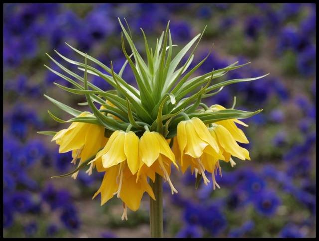 krolewska korona - haubi