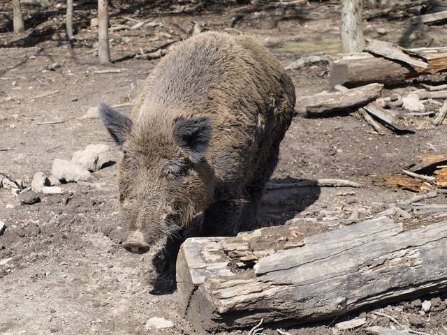 co mi zrobisz jak mnie zlapiesz - haubi