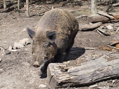 co mi zrobisz jak mnie zlapiesz