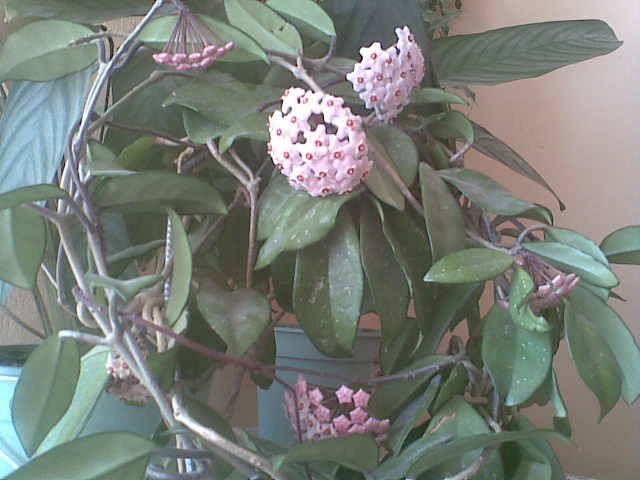 woskownica - madzia90