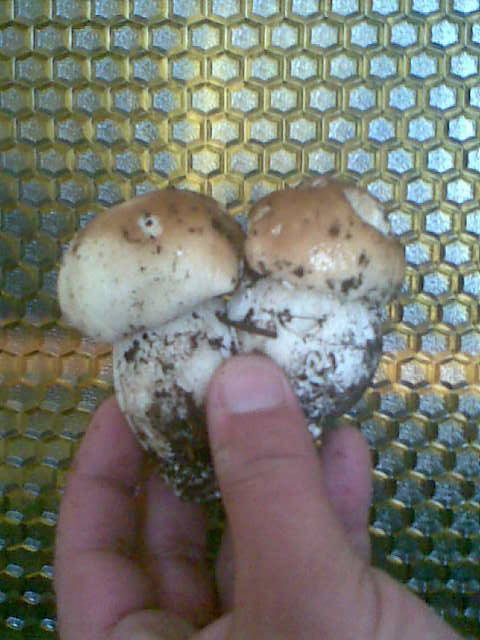 bliźniaki :) - madzia90