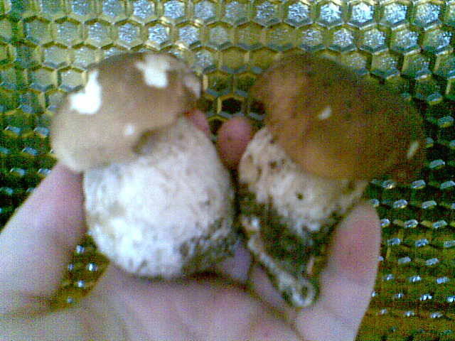 kuzyni... - madzia90