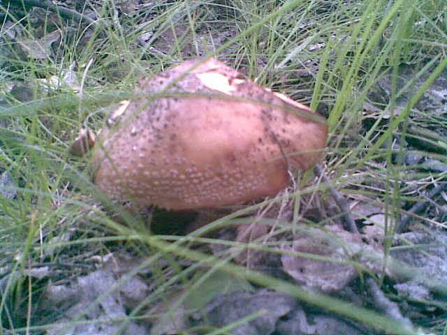 grzybek jadalny.... - madzia90