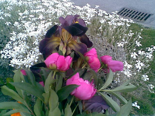 dla tych, co nie chcieli złota... - madzia90