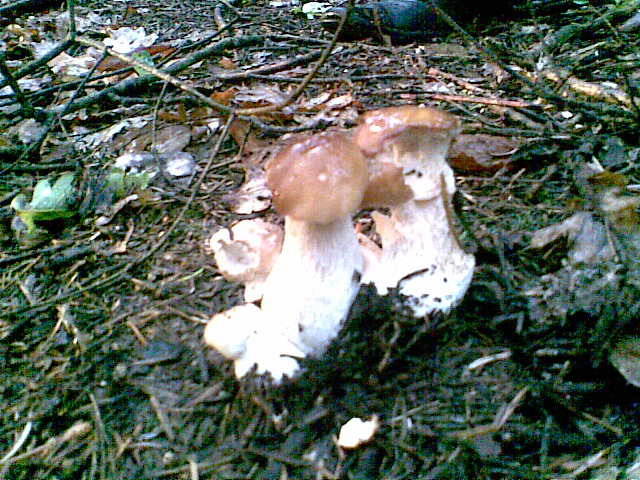 śniadanko ? - madzia90