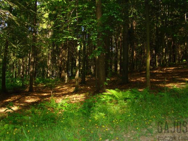 Krzywon - gaj0s
