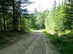Krzywon
