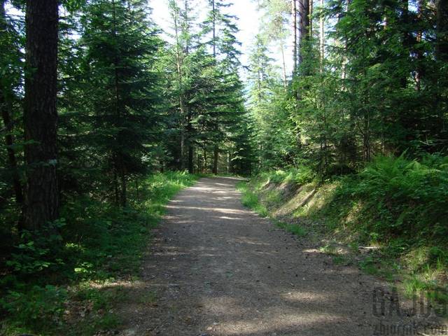 Krzywon - gaj0s