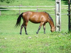 konik :)