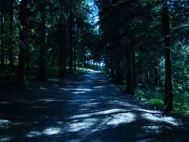 Krzywon - gaj0s
