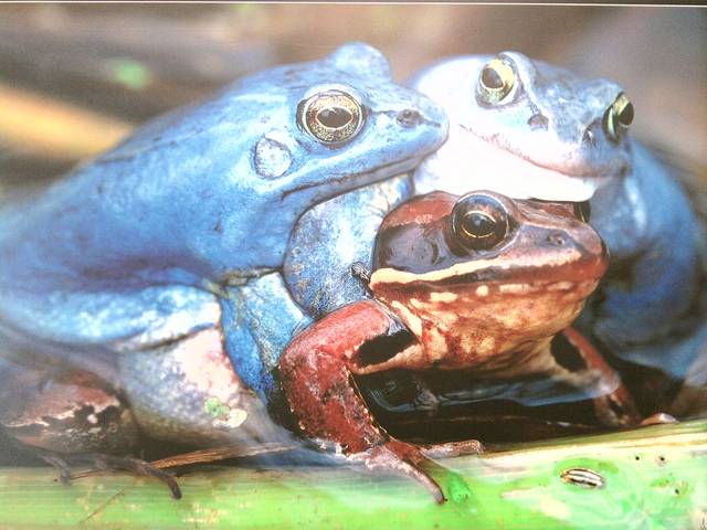 Dwoch na jedna??To lubie:-) - Feniks77