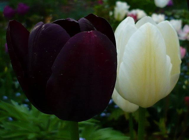 Tulipany... - PanTulipan