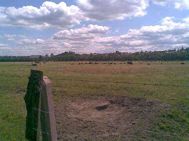 pastwisko bizonów - madzia90