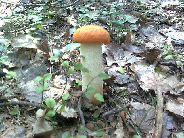 czerwona główka... - madzia90