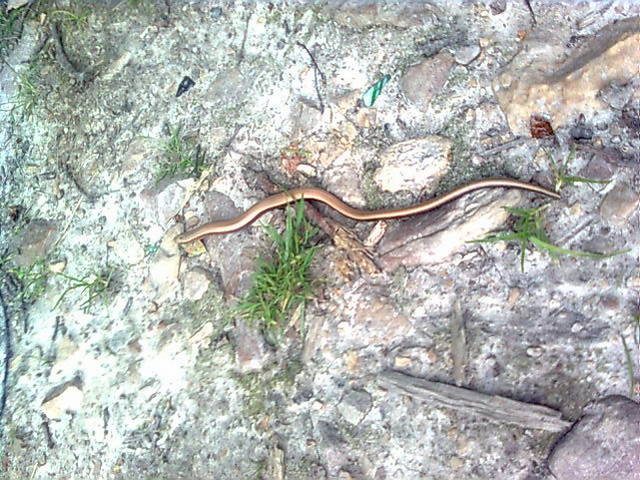 coś pełzające... - madzia90