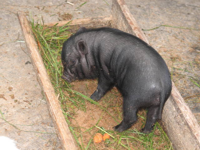 prosiaczka :) - guernsey