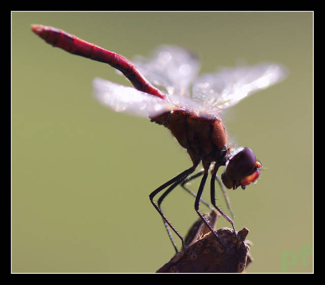 ZADARŁAM KIECKĘ - panfoto