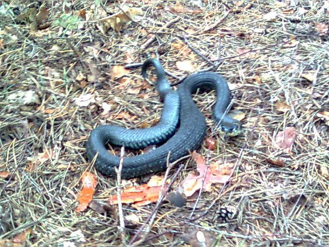 leśny gość 2 :) - madzia90