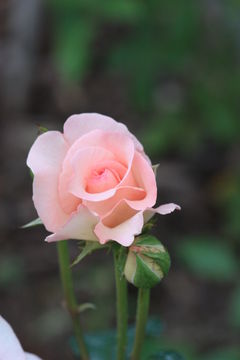 IMG_7414.JPG