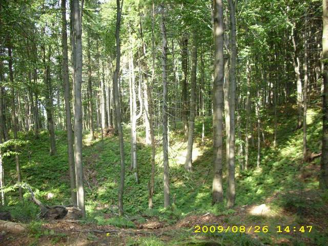 W takim lasku chęci nie brakowało :) - Ona81On80Krk