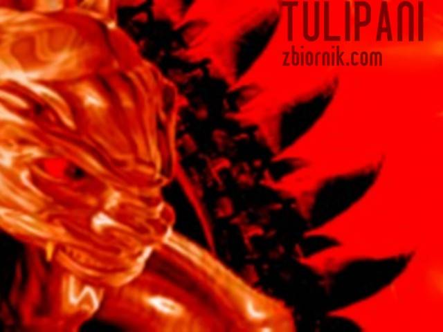 moje ja:) - TULIPANI