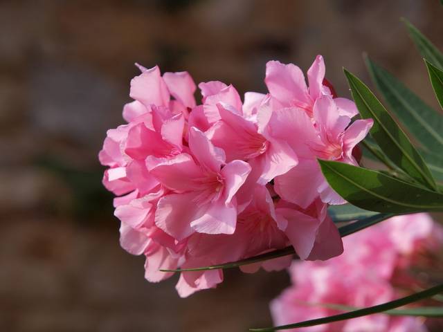 mile dla oka - haubi